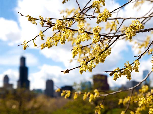 Chicago skyline.